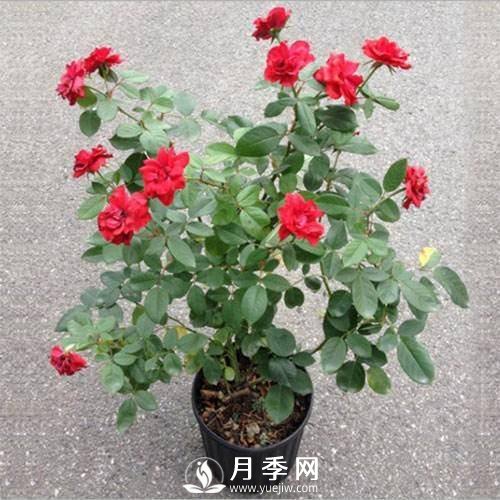 养护好月季花，这些虫害技巧你要知道(图8)