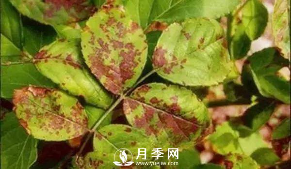 养护好月季花，这些虫害技巧你要知道(图5)