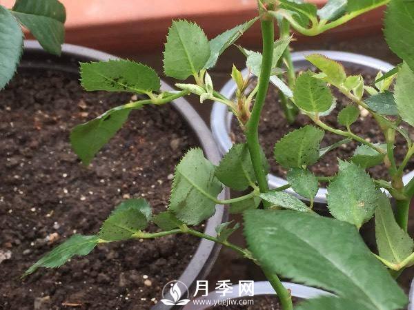 养护好月季花，这些虫害技巧你要知道(图2)