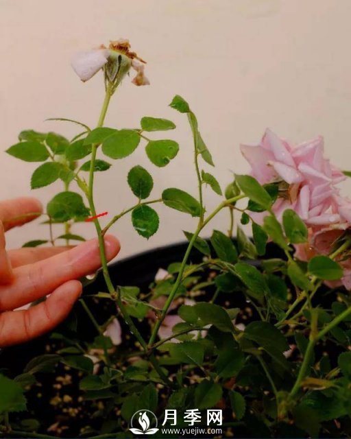 月季花谢以后，简单3步操作，20天冒花苞，30天开爆盆(图1)