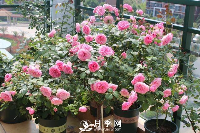 月季花谢以后，简单3步操作，20天冒花苞，30天开爆盆(图3)