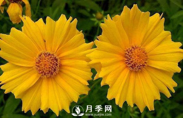 养盆“它”，比皇帝菊好看，比月季好养，花开120天。(图1)