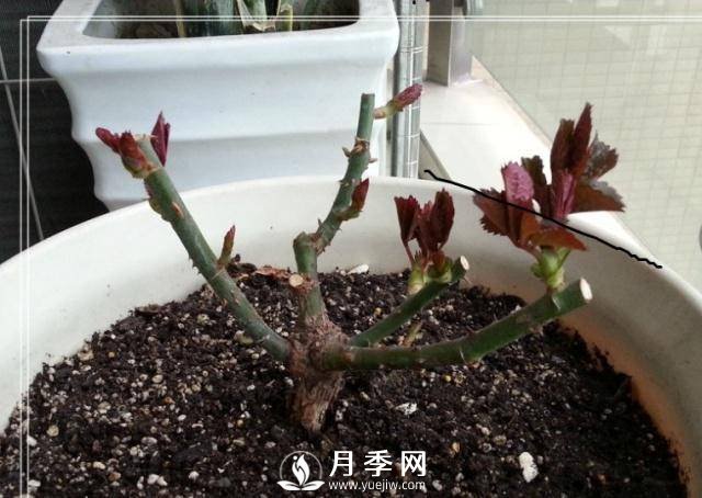 养月季盆栽，就用“5招”技巧，养护大半年，花开艳丽！(图1)