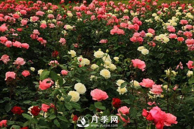 月季夏季你要这样管理(图2)