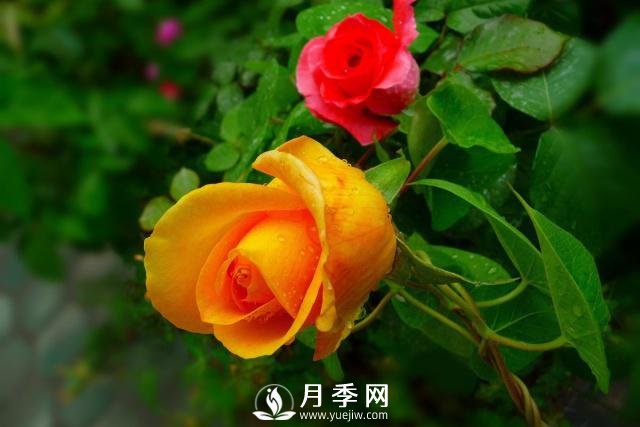 月季花第一次修剪什么时候？修剪的目的是什么(图2)
