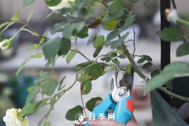 夏天养护月季 这个技巧你的会a(图2)