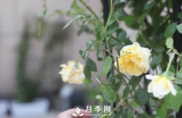 夏天养护月季 这个技巧你的会a(图1)