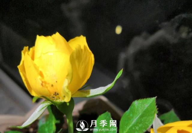 月季花期能不能施肥？用什么肥月季长的好看开花又多？(图1)