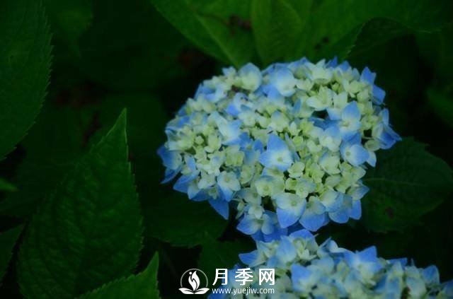 湖南植物园推出“夏之恋”玫瑰·月季绣球花展(图2)