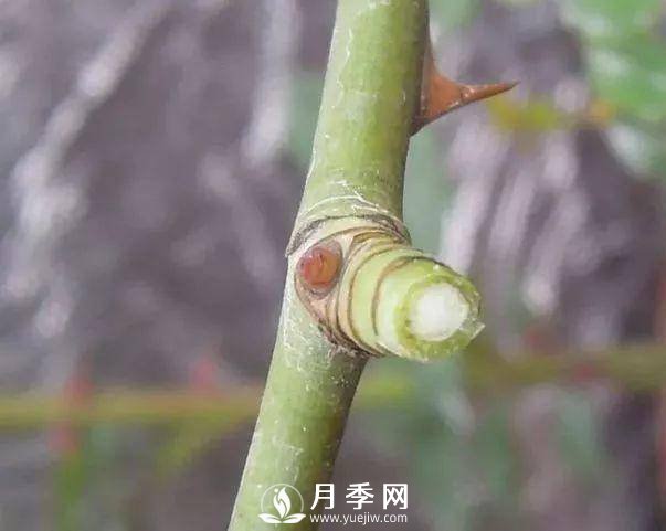 家庭盆栽的月季如何正确的修剪(图12)