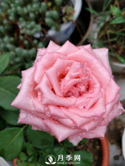 家庭盆栽的月季如何正确的修剪(图8)