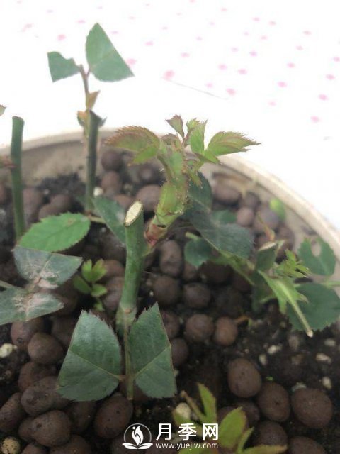 家庭盆栽的月季如何正确的修剪(图3)