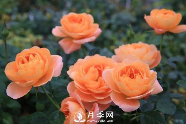 月季萌发新枝时，应该如何施肥(图1)