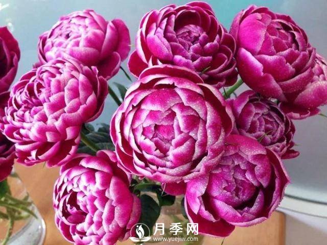 8个有浓郁香气的月季品种推荐(图7)