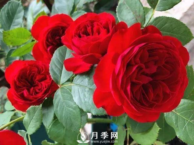 8个高手分享的月季品种推荐(图3)