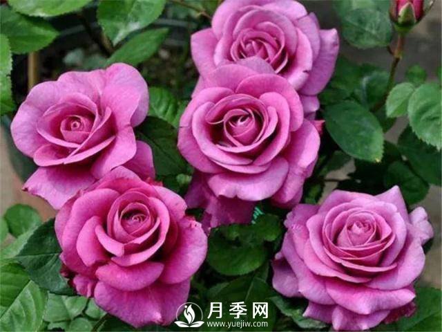 8个高手分享的月季品种推荐(图5)