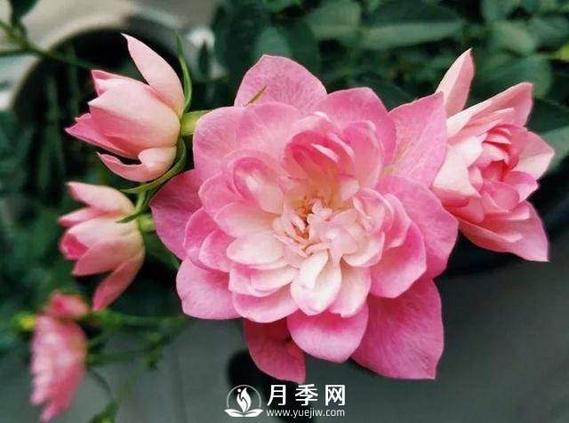 8个高手分享的月季品种推荐(图8)