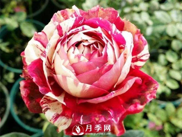 8个高手分享的月季品种推荐(图2)