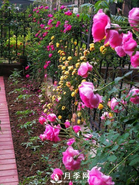 别人家的小区各色月季盛开 从来没让我失望！(图3)