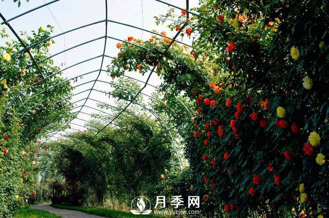 目前国内最大的月季主题游园你知道在哪吗(图1)
