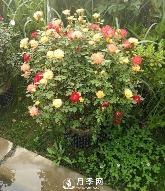 反季节苗木栽植前应加大修剪量(图1)