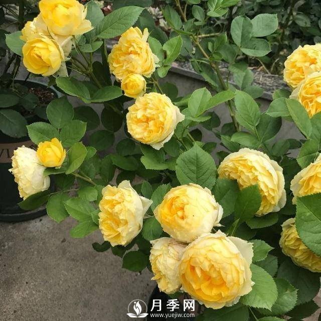 分享月季过冬的“保暖法则”(图3)