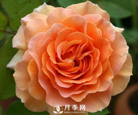 常州月季为什么开的那么艳(图1)