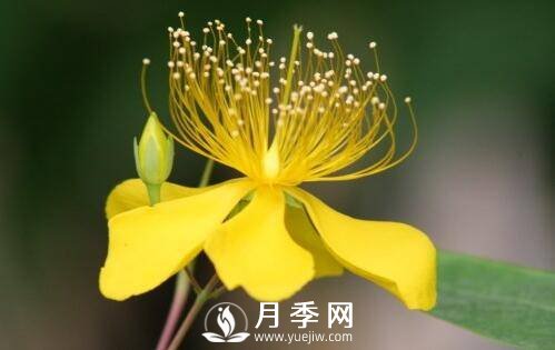 迎春花什么时候开 迎春花的品种有哪些(图1)