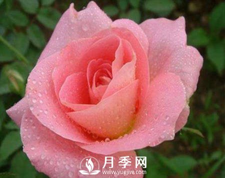 教你一招 让你家月季起死回生(图1)