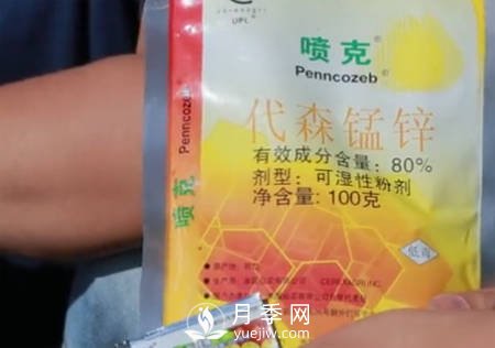 月季“黑白红”病害简单防治 看过来(图3)