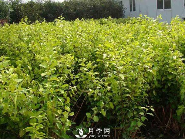 乔木灌木区别及常见乔木灌木名字(图5)