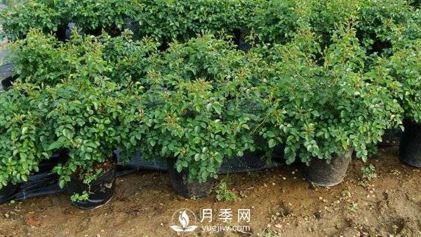 乔木灌木区别及常见乔木灌木名字(图7)