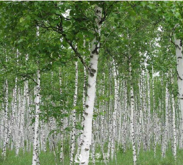 乔木灌木区别及常见乔木灌木名字(图3)