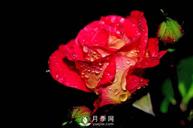 月季花的栽培 几月栽培最适宜(图2)