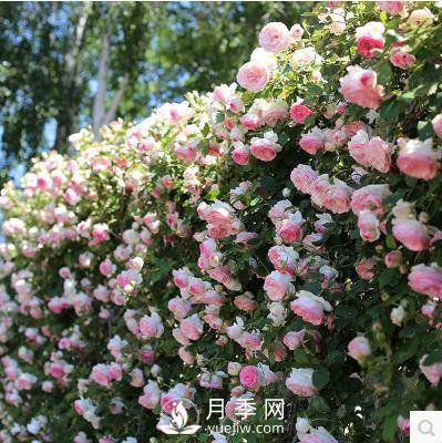 老花农手把手教你打造月季花墙 花开满园 浪漫无比(图1)