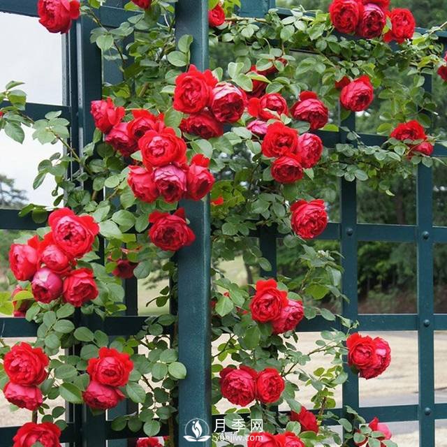 老花农手把手教你打造月季花墙 花开满园 浪漫无比(图4)