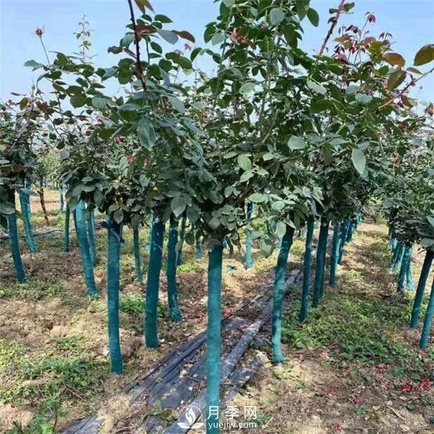 南阳树状月季，观赏效果佳，开始采购了(图4)