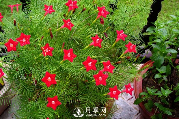 除了爬藤月季，还有适合新手栽种的三种爬藤花卉(图1)