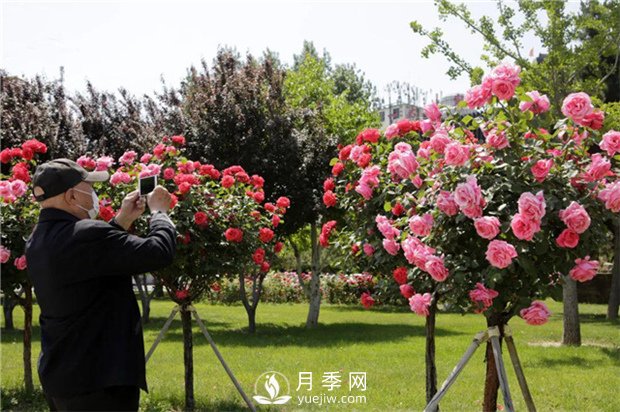 内乡县七里坪乡:潜心谋月季产业 铺就产业致富路(图1) 内乡县七里坪乡:潜心谋月季产业 铺就产业致富路(图1)