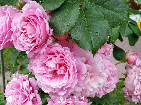 阳台上种藤本月季方法你知道了吗？(图1)