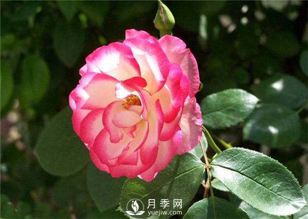 一年四季都不会凋谢的花，你喜欢月季吗(图1)