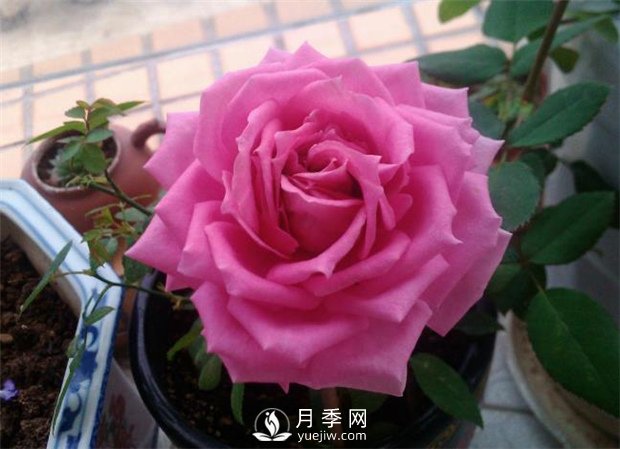 不眠芳香月季，以香味出名的丰花月季满屋飘香(图1)