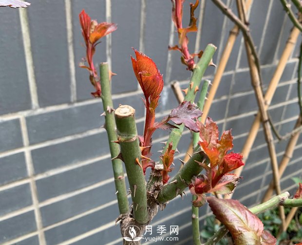 春节的月季芽芽怎么养护呢？(图1)