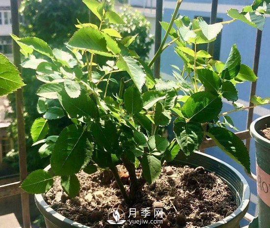 三月月季花正确的打顶方法，漂亮株型(图2)