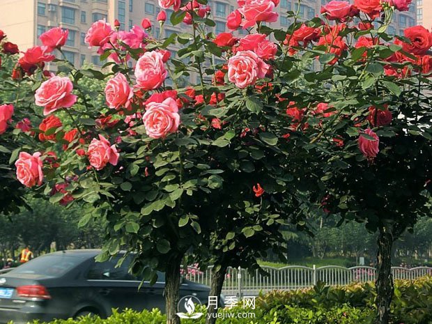月季早春时的养护管理方法你知道吗？(图1)