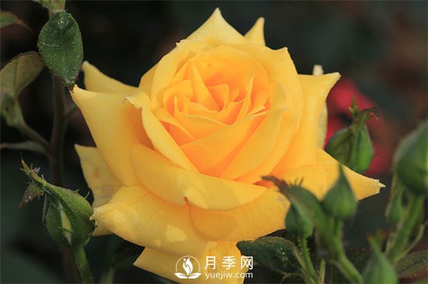 欧月和南阳月季花的区别是什么？(图1)