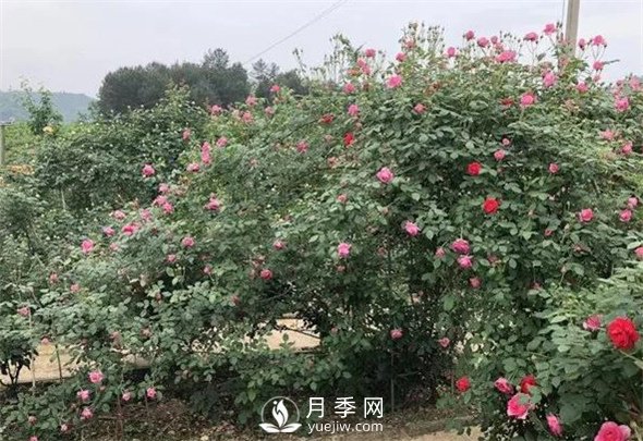 南阳月季网:地栽月季花的养殖方法(图2) 地栽月季花的养殖方法(图1)