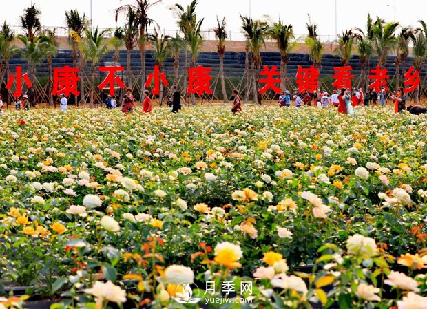 133万公顷！中国苗木花卉产量世界第一！(图3)