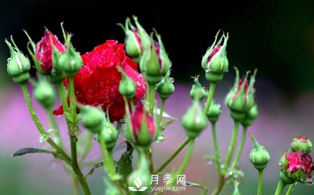 苗木春季如何施肥(图1)