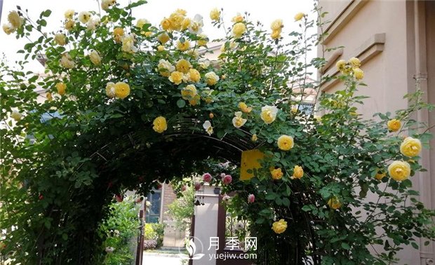 月季矮化密植早结培育技能(图1)